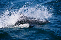 Dall's porpoise rooster tail behaviour {Phocoenoides dalli}, Monterey Bay California, Pacific