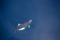 Dall's porpoise underwater {Phocoenoides dalli}, Pribilof Islands, Bering Sea, Alaska