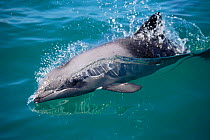 Heavisides dolphin at surface {Cephalorhynchus heavisidii}, Brittania Bay, South Africa