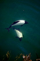 Two Piebald / Commerson's dolphin {Cephalorhynchus commersonii} Falkland Islands, Atlantic Ocean