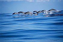 Southern right whale dolphins porpoising {Lissodelphis peronii} Kaikoura, New Zealand