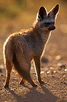 Bat eared fox {Otocyon megalotis} Maasai Mara, Kenya