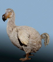 Dodo model {Raphus cucullatus} - flightless bird native to Mauritius, hunted to extinction.