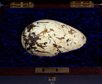 Great auk egg {Pinguinnus impennis} Seabird species hunted to extinction mid 19th century