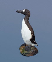 Great auk specimen - seabird hunted to extinction mid 19th century {Pinguinnus impennis}