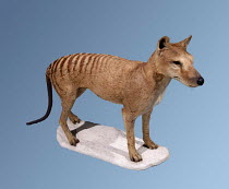Thylacine / Tasmanian tiger / Tasmanian wolf - native to Australia extinct 1936 {Thylacinus cynocephalus}. Museum specimen