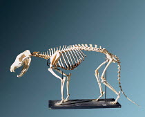 Thylacine / Tasmanian tiger / Tasmanian wolf  skeleton. Native to Australia extinct 1936 {Thylacinus cynocephalus}