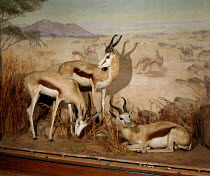 Traditional museum diorama display of Springbok antelope