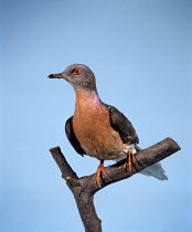 Passenger pigeon {Ectopistes migratorius} - museum specimen. Native to N. America, was once perhaps the most numerous bird on earth - vast flocks existed. Hunted to extinction 19th century. Last indiv...