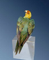 Carolina parakeet {Conuropsis carolinensis} - museum specimen. Extinct 1914. Only parrot species indigenous to USA