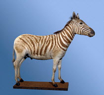 Extinct Plains Zebra subspecies - Equus quagga burchelli. There are several subspecies of Plains Zebra with stripes that range from more black and white towards the north of its range to more brown an...