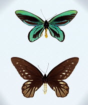 Queen Alexandra's birdwing butterfly {Ornithoptera alexandrae} museum specimens, male top, female below. World's largest butterfly, wing span 1 foot / 30 cms. Endangered species occurs in Papua New Gu...