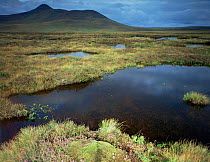 Bog land in Flow Country, south of Frossinard Highlands, Scotland, UK