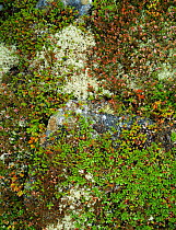 Close up detail of prostrate heath with various mosses, Cairngorm Highlands, Scotland, UK
