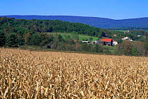 Corn / Maize growing on farmland, Central Pennsylvania, USA