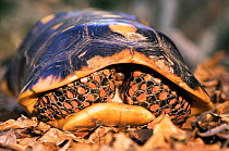 Red footed tortoise withdrawn inside its shell {Geochelone carbonaria}, Iwokrama Reserve, Guyana