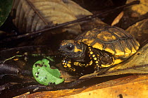 Yellow foot tortoise {Geochelone denticulata} amongst leaf litter in rainforest, Ecuador
