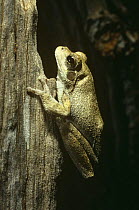 Grey tree frog {Chiromantis petersi}, Tsavo East NP, Kenya, East Africa