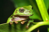 Green treefrog portrait (Litoria caerulea), Point Douglas, Queensland, Australia