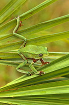 Leaf frog on reed {Phyllomedusa bicolor}, toxic skin secretion, Peru, South America