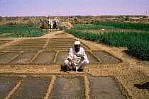 Sudanese man tending irrigated vegetable garden, Mellit, Darfur Province, West Sudan 1986