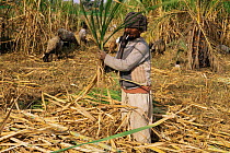 Sugar cane harvest, Luxor, Egypt, North Africa