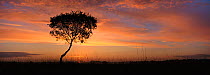 Sunrise with silhouette of tree, Kalmthoutse Heide, Belgium