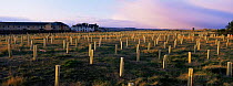 Trees planted behind dunes in protective tubes, to slow the retreat of sand dune habitat succession and increase soil and land stability, Montrose, Angus, Tayside, Scotland
