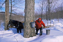 Collecting sap from Maple trees (Acer sp) for Maple syrup, Vermont, USA
