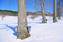 Sugar maple trees with buckets to collect maple sap for syrup production, Vermont, USA