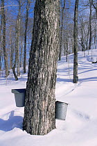 Sugar maple trees with buckets to collect maple sap for syrup production, Vermont, USA