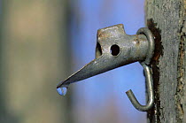 Sugar maple sap dripping through spigot for syrup production, Vermont, USA