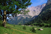 Summer alpine pasture with Maple tree {Acer sp} and chalets, Berner Oberland, Swiss Alps, Switzerland. September 2000