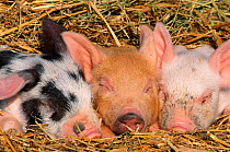 Piglets sleeping {Sus scrofa domestica} USA Not available for ringtone/wallpaper use.