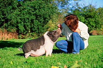 Pot bellied pig with owner {Sus scrofa domestica}