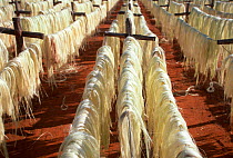 Sisal fibres drying at Sisal factory, Berenty, Madagascar