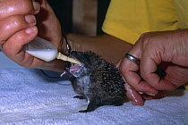 Wounded Hedgehog being fed {Erinaceus europaeus} Devon, UK