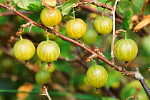 Gooseberry fruit on bush {Ribes uva crispa} Devon, UK allotment garden