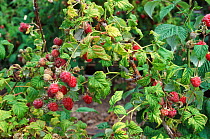 Raspberries growing in allotment garden {Rubus idaeus} Devon, UK