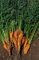 Carrots (Daucus carota) harvested from allotment garden, Devon, UK