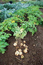 New potatoes - Morris bard variety - harvested in allotment garden {Solanum tuberosum} Devon, UK,