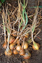 Onion plants harvested in allotment garden {Allium cepa} Devon, UK