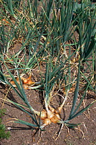 Onion plants in allotment garden {Allium cepa} Devon, UK
