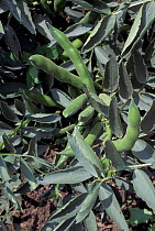 Broad bean plants in allotment garden {Vicia faba} Devon, UK