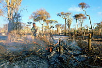 Slash and burn forest clearance. Spiny forest, Ifaty, SW Madagascar