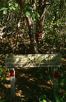Warning sign under poisonous Manchineel tree {Hippomane mancinella} Les Saintes, Guadeloupe, Caribbean.  This species is one of the world's most poisonous trees. 2000.