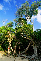 Manchineel trees {Hippomane mancinella} highly poisonous Marie-Galante, Guadeloupe 2000.