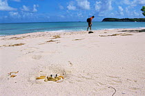 Land crab burrowing in sand on beach {Ocypode quadrata} Guadeloupe 2000.