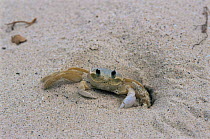 Land crab burrowing in sand on beach {Ocypode quadrata} Guadeloupe 2000.