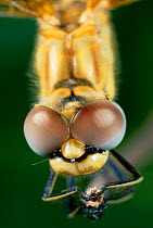 Close up of Red veined darter head and eyes {Sympetrum fonscolombei} Germany